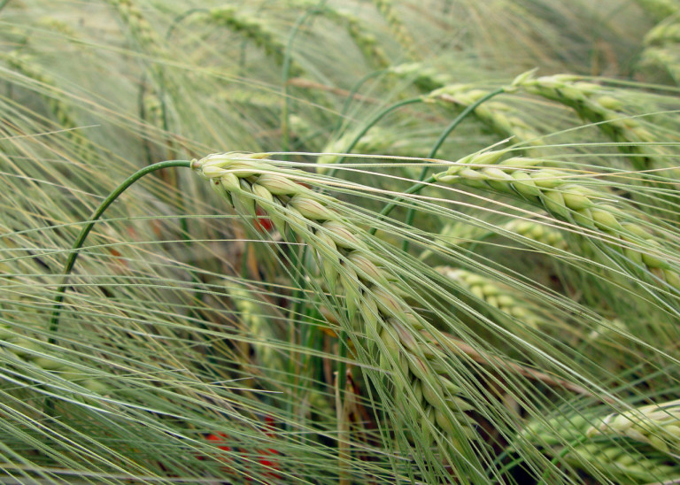 wheat-in-summer-1566168-1279x913-768x548