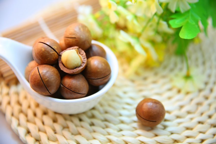 macadamia-nuts-nut-protein